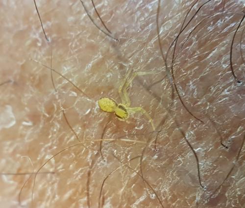 Philodromus sp.